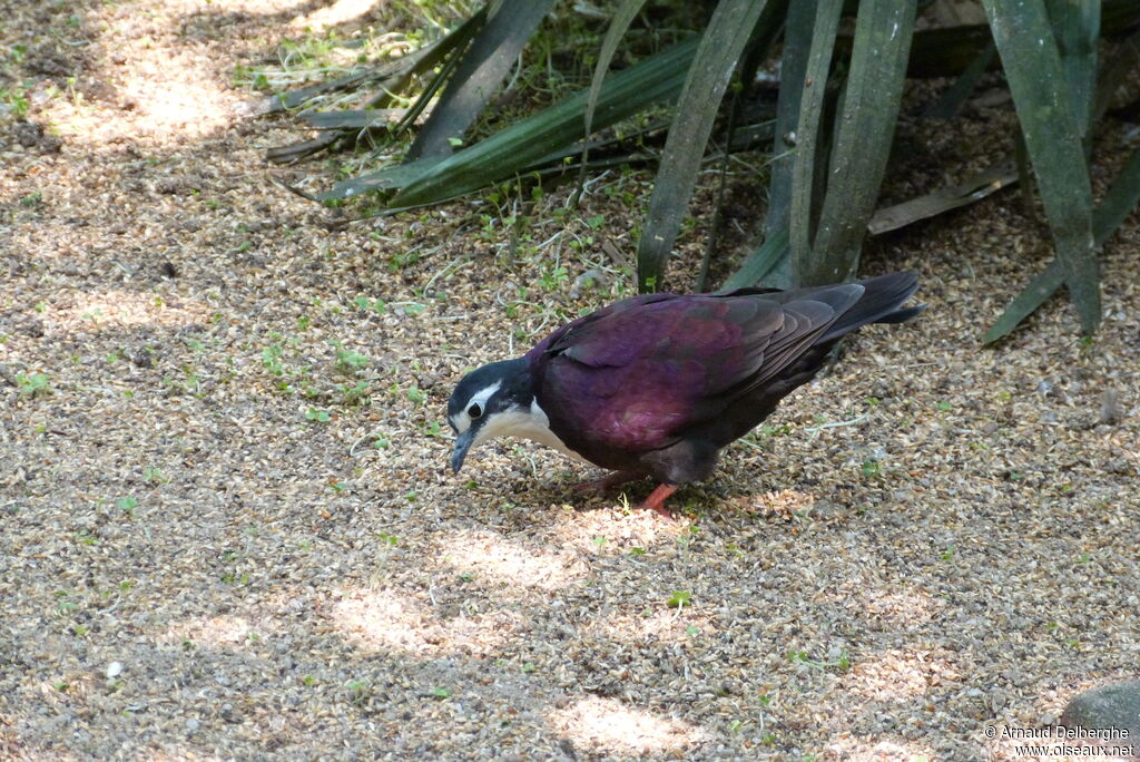 White-breasted Ground Dove