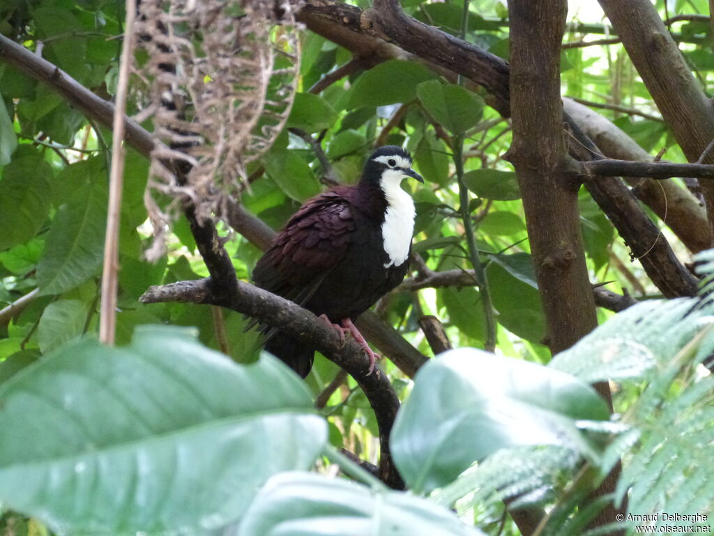 White-breasted Ground Dove