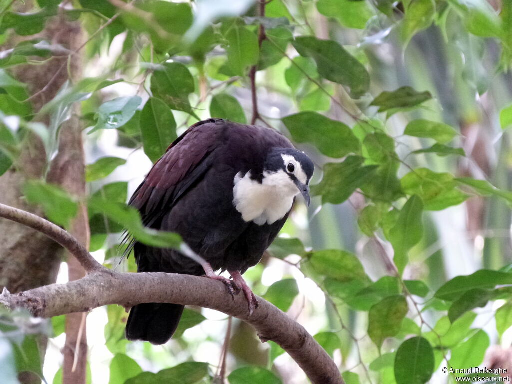 White-breasted Ground Dove