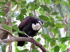 White-breasted Ground Dove