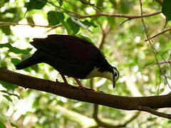 White-breasted Ground Dove