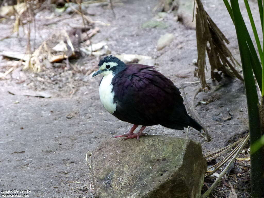 Gallicolombe de Jobiadulte, identification