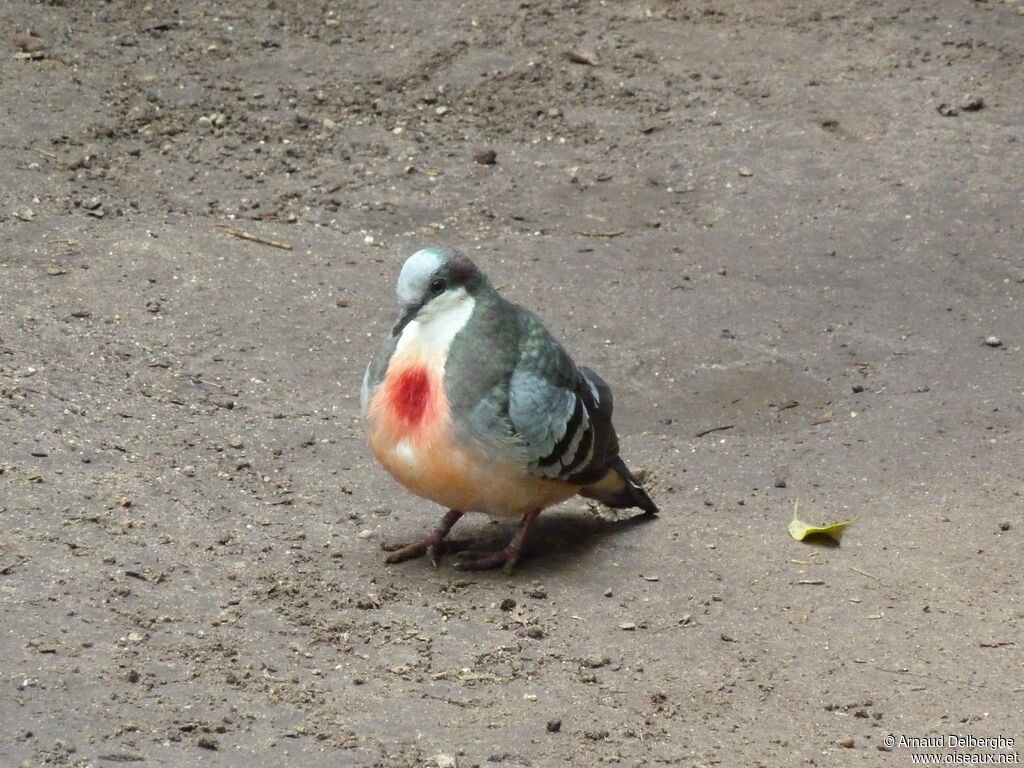 Luzon Bleeding-heart