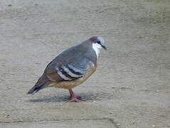 Luzon Bleeding-heart