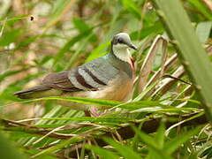 Luzon Bleeding-heart