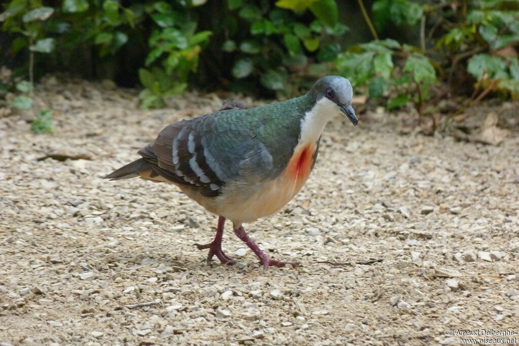 Luzon Bleeding-heart