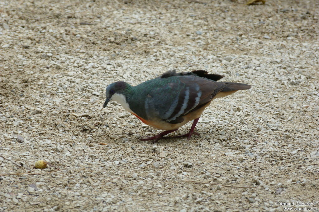 Luzon Bleeding-heart