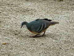 Luzon Bleeding-heart