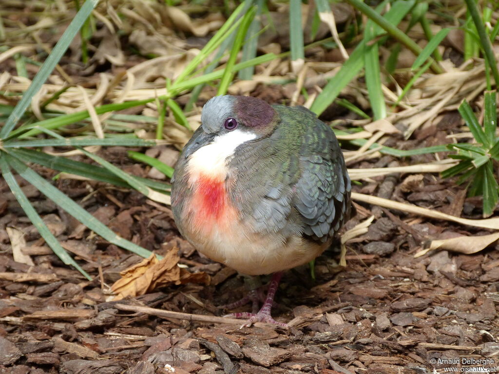 Luzon Bleeding-heart