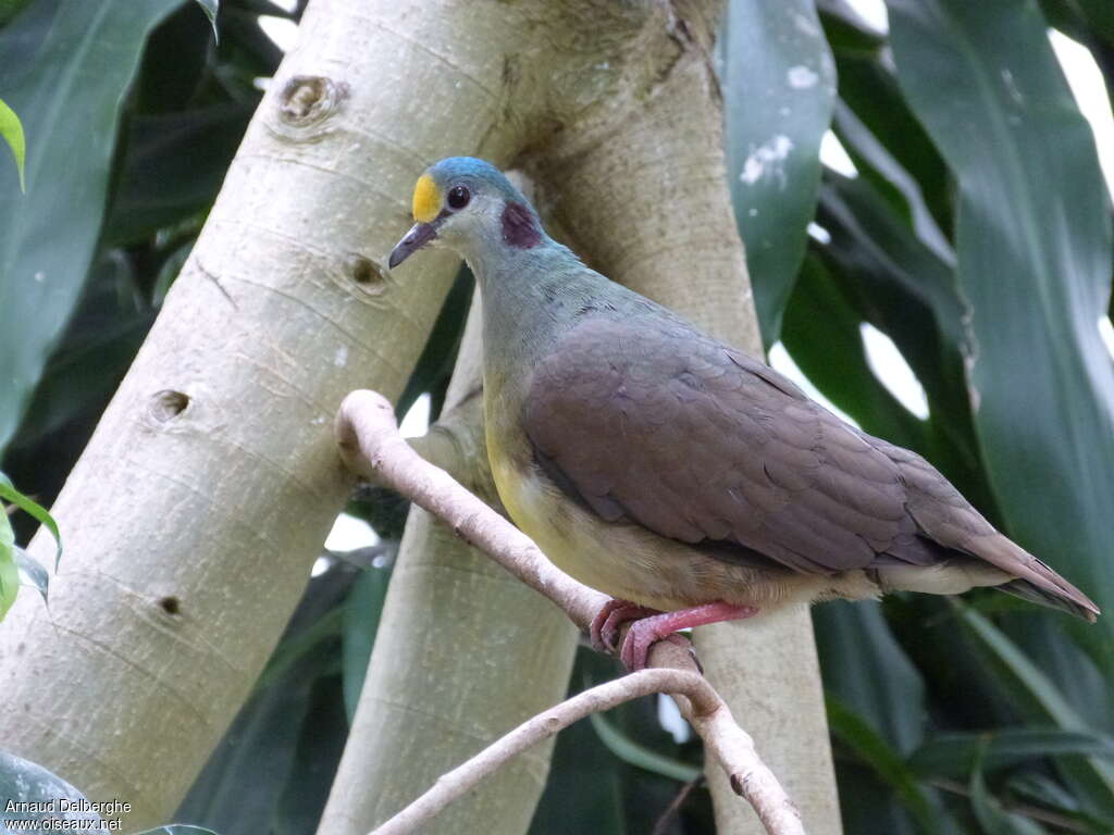 Sulawesi Ground Doveadult, identification