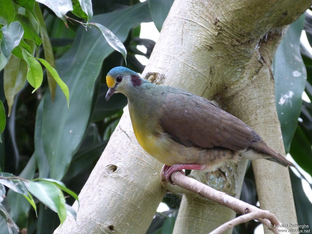 Sulawesi Ground Dove