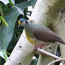 Gallicolombe tristigmate