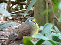 Sulawesi Ground Dove