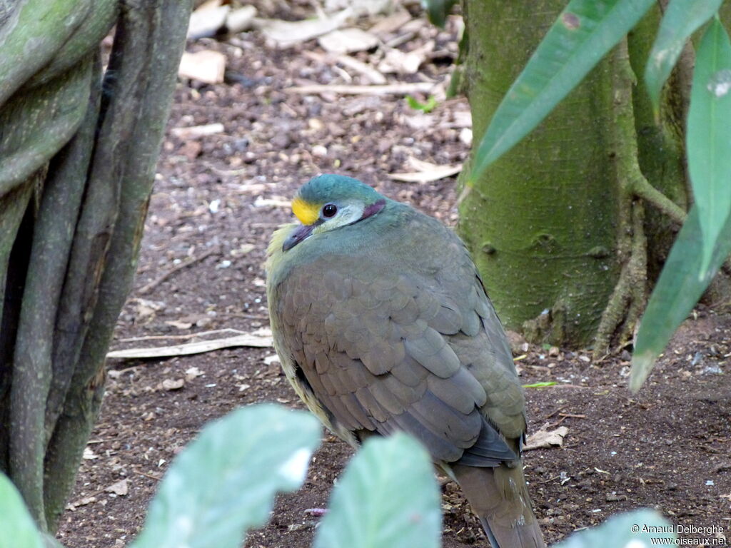 Sulawesi Ground Dove