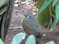 Sulawesi Ground Dove