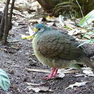 Gallicolombe tristigmate