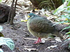 Sulawesi Ground Dove