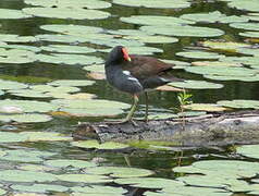 Common Gallinule