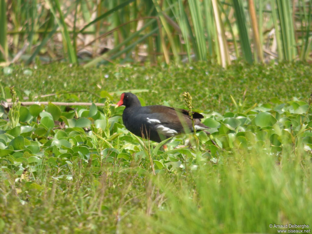 Common Gallinule