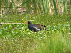 Gallinule d'Amérique