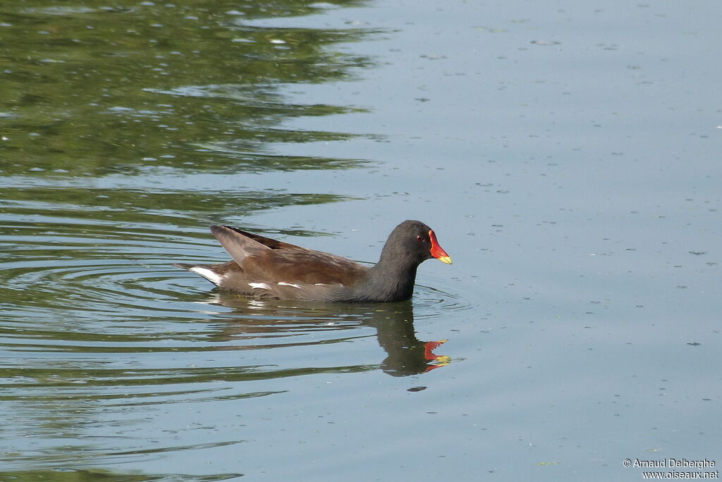 Gallinule poule-d'eau