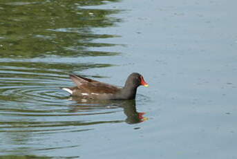 Gallinule poule-d'eau