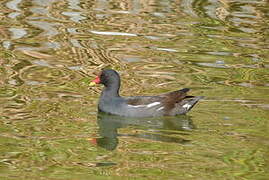 Common Moorhen