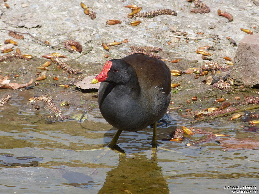 Gallinule poule-d'eau