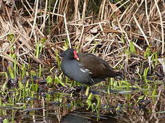 Common Moorhen