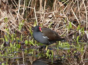 Gallinule poule-d'eau