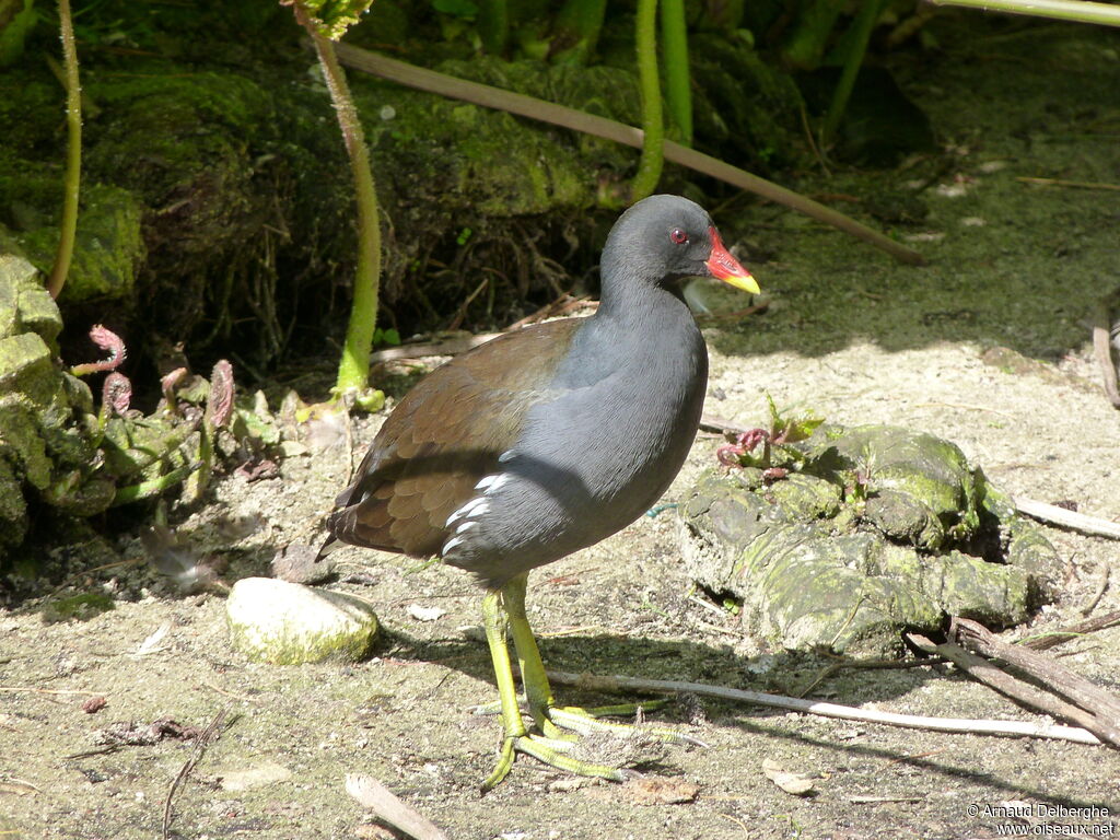 Gallinule poule-d'eau