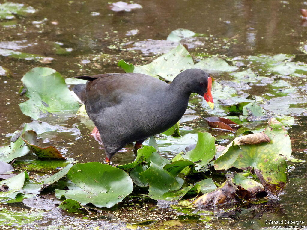 Dusky Moorhen