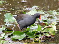 Gallinule sombre