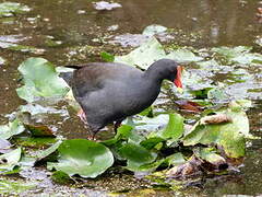 Dusky Moorhen