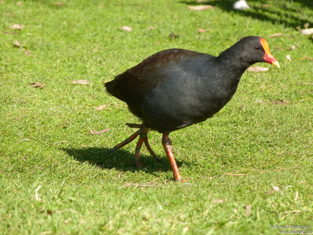 Gallinule sombre