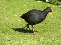 Gallinule sombre