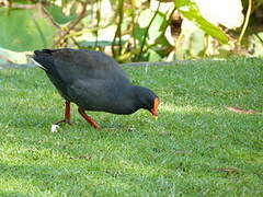 Dusky Moorhen