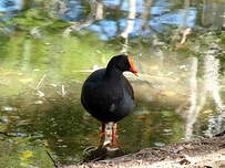 Gallinule sombre