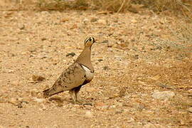 Black-faced Sandgrouse