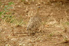 Black-faced Sandgrouse