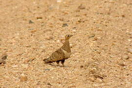 Black-faced Sandgrouse