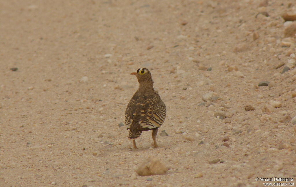 Lichtenstein's Sandgrouse male