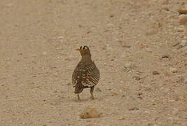 Lichtenstein's Sandgrouse