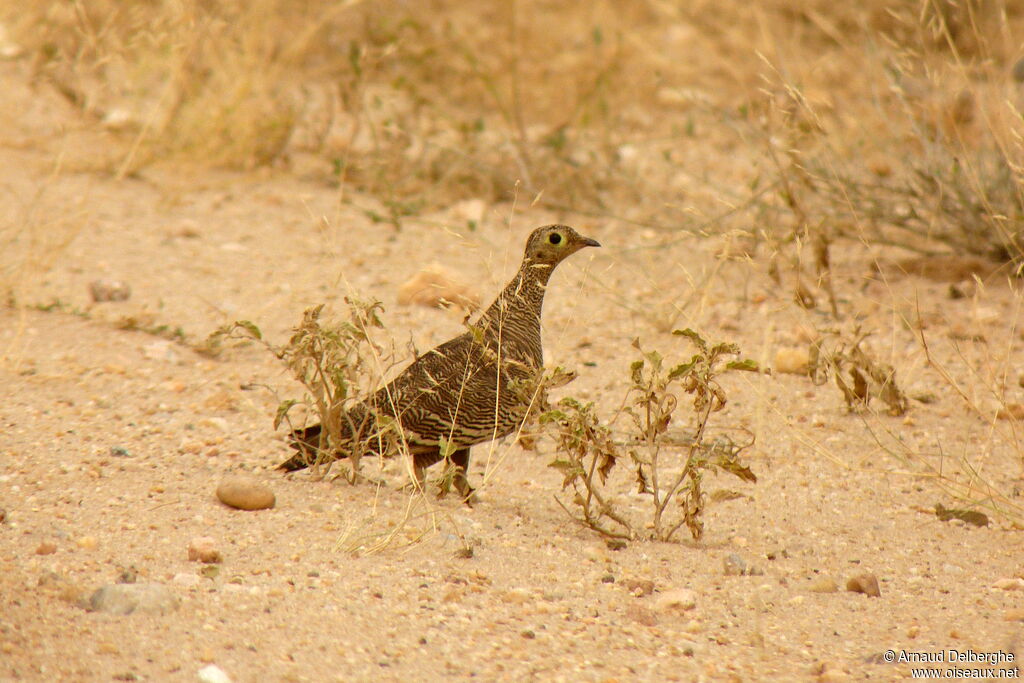 Lichtenstein's Sandgrouse female