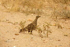 Lichtenstein's Sandgrouse