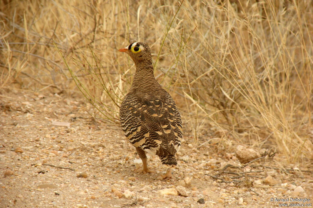 Lichtenstein's Sandgrouse male