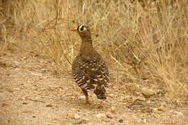 Lichtenstein's Sandgrouse