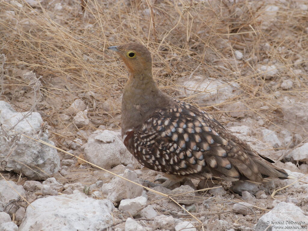 Namaqua Sandgrouse male