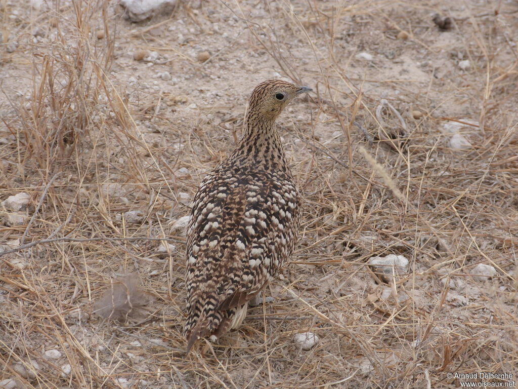 Namaqua Sandgrouse female