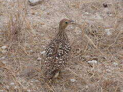 Namaqua Sandgrouse